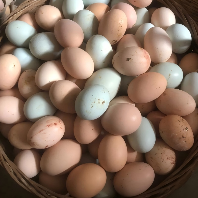 散養(yǎng)土雞蛋